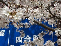 -樱花山风景区
