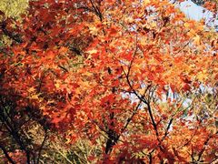 -田野绿世界