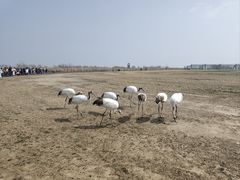 -盐城丹顶鹤湿地生态旅游区