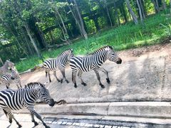 -清迈夜间动物园