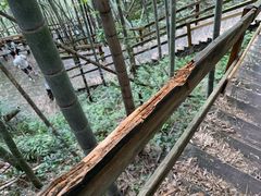 -宁波浙东大竹海景区