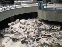 -自贡恐龙博物馆