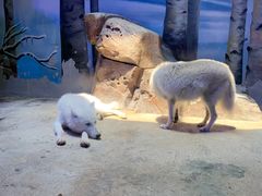 -芜湖新华联大白鲸海洋公园