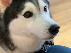 -Husky Go! 哈士奇体验馆·宠物咖啡厅狗咖