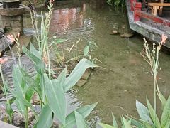 -三道苗苗鱼(三道堰老字号店)