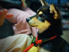 -逗柴咖啡屋·狗咖猫咖宠物桌游