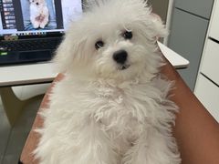 -艾贝尔宠物医院·宠保定点·超声绝育·免疫点(樱花路店)