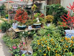 -金陵花卉交易市场