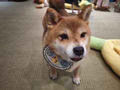 -逗柴咖啡屋·狗咖猫咖宠物桌游