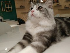 -飞行喵MR PILOT|猫舍·猫咖(静安大融城店)