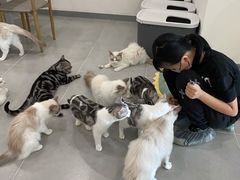 -有喵·猫咖·狗咖·30几只猫10只小狗(岗厦店)