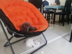 -鼓捣猫呢主题猫咖店