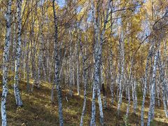 -塞罕坝国家级自然保护区