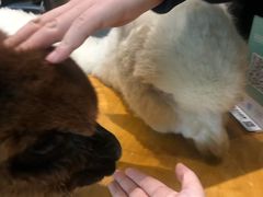 -猫色咖啡·猫咖