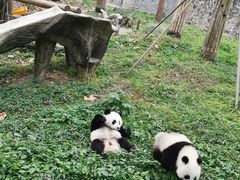 -都江堰中华大熊猫苑