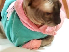 -李小姐の猫咖啡馆(五角场店)