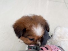 -乐琪宠物医院·犬猫专科·骨外科·急重症