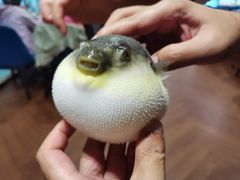 -肆月河豚·新淮扬(金融街店)