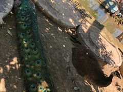 -河北村民俗体验园