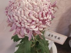 -杭州植物园