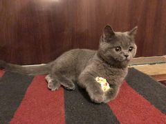 -北京观赏动物医院·24小时大型综合·猫专科·异宠专科