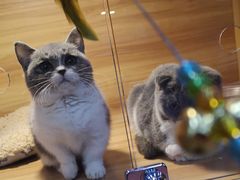 -喵百万·布偶·蓝金金渐层英短·猫舍(百子湾店)