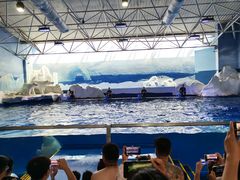 -秦皇岛乐岛海洋王国