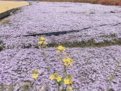 -西海岸生态观光园
