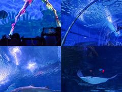 -海合安武汉极地海洋公园