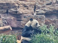 -石家庄市动物园