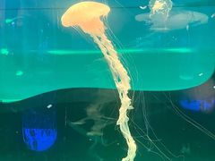 -左海海底世界