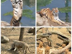 -常州淹城野生动物世界