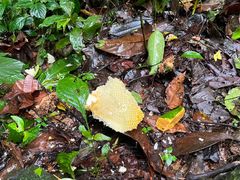 -莫里热带雨林景区