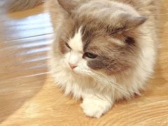 -滚猫咖啡·猫咖·猫友好撸猫(未来城店)