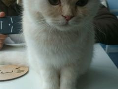 -喵的天空名猫咖啡馆·撸猫·猫舍·用品