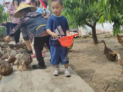 -樂桃源奉贤黄桃种植采摘基地