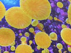 -海合安武汉极地海洋公园