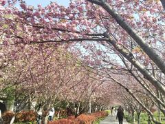-高东镇樱花园