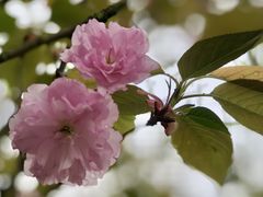 -洋湖国家湿地公园