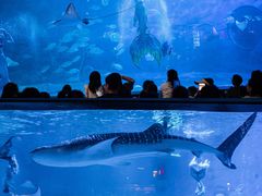 -烟台海昌鲸鲨海洋公园