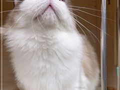 -Bastet sally猫舍购宠(静安店)