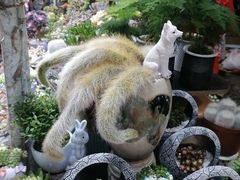 -桂林市花鸟市场