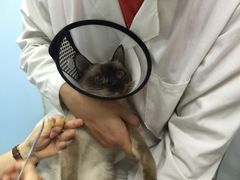 -佳怡动物医院·平价24小时·猫专科骨外科