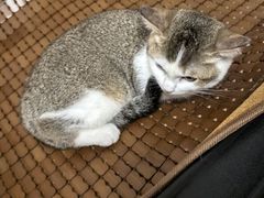 -贝康宠物医院·犬猫全科·小动物特色诊疗中心(东环路店)