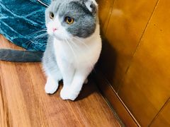 -李小姐の猫咖啡馆(五角场店)