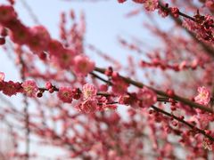 -上海辰山植物园