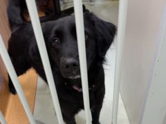 -瑞鹏宠物医院·宠保定点·心脏科·内科(御桥分院)