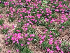 -洛阳郁金香牡丹园