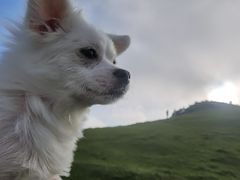 -大姆山草场