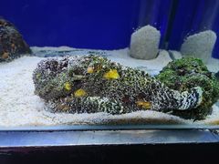 -大连圣亚海洋世界